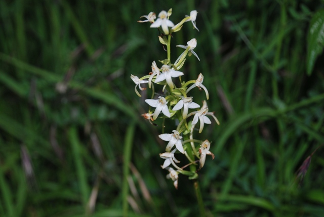 Platanthera sp.